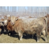 Image 5 : Williamson Farms - 879# February Delivery Heifers - 286 Head (Lomond, AB)