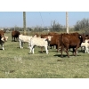 Image 12 : Bar 33 Ranch - 540# November Heifer Calves - 80 Head (Strathmore, AB)