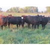 Image 8 : Tanner Grose & Robin Poole - 910# September Delivery Grass Heifers - 68 Head (Moosomin, SK)