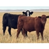Image 3 : Pittman Brothers Production - 720# October Delivery Steer Calves - 30 Head (Warner, AB)