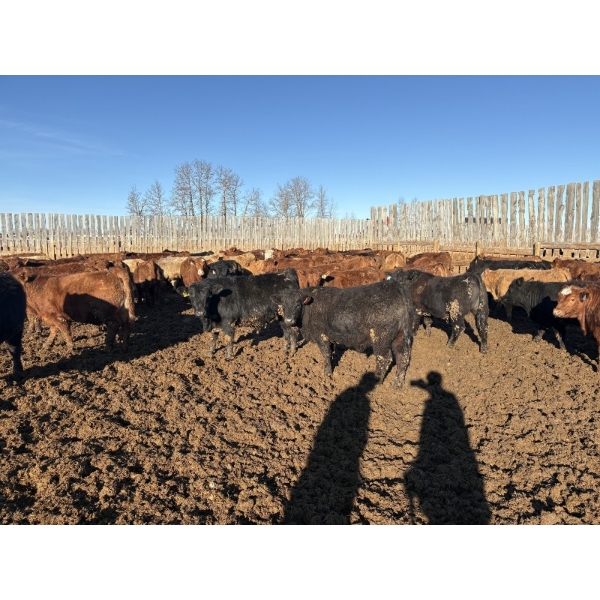 Rice Farms - 950# March Delivery Steers - 124 Head (Lacombe, AB)
