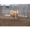Image 22 : Vossepoel Cattle Co. - 630# December Delivery Weaned Heifers - 250 Head (Tilley, AB)