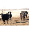 Image 2 : Black Powder Cattle Company - 43 Angus X Simm Sept/Oct Calving Young Bred Cows (Oxbow, SK)