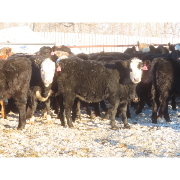 Willowside Ranch - 660# April Delivery Heifers - 54 Head (Vibank, SK)