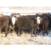 Image 1 : Willowside Ranch - 660# April Delivery Heifers - 54 Head (Vibank, SK)