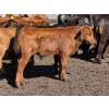 Image 8 : Allan & Janet Nameth - 600# November Delivery Steer Calves - 95 Head (Cupar, SK) VBP+