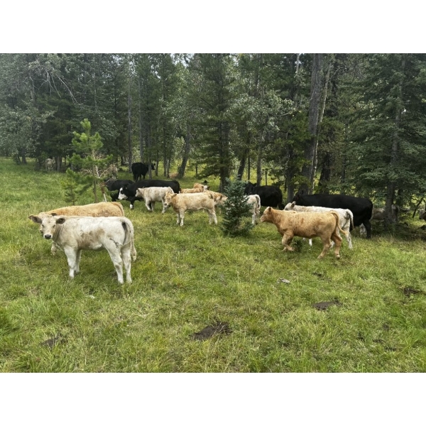 Cody & Brittany Black/Kirby & Cori Black - 500# October Heifer Calves - 100 Head (Water Valley, AB)