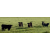 Image 11 : FA7 Ranch - 630# October Delivery Steer Calves - 100 Head (Piapot, SK)