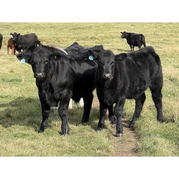 Jason & Melissa Smith - 650# October Delivery Steer Calves - 70 Head (Eckville, AB)