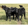 Image 1 : Jason & Melissa Smith - 650# October Delivery Steer Calves - 70 Head (Eckville, AB)