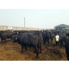 Image 3 : 007 Livestock Feeders - 980# June Delivery Steers - 240 Head (Elgin, MB)