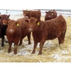 Image 4 : RBD Ranch - 950# March Delivery Steers - 38 Head (Milestone, SK)