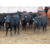 Image 3 : L & J Ranch - 830# March Delivery Heifers - 75 Head (Harptree, SK)