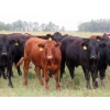 Image 3 : Diamond C Farms - 950# October Grass Steers - 65 Head (Merridale, MB)