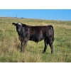 Image 9 : CC Farming Company - 680# October Delivery Steer Calves - 170 Head (Cayley, AB)