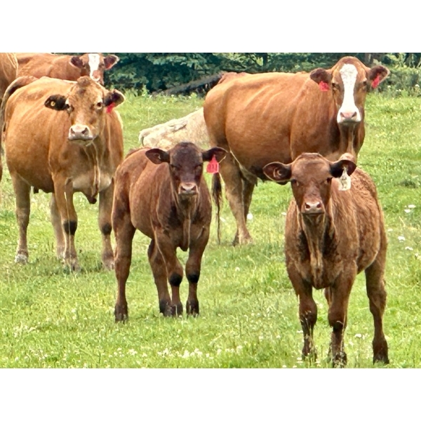 Luke Ball & Family - 610# November Delivery Steer Calves - 105 Head (Millarville, AB)