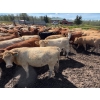 Image 4 : Cattle View Ranch - 1100# November Delivery Grass Heifers - 170 Head (Westerose, AB)