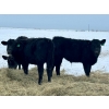 Image 12 : Bruce & Heather Clayton - 600# December Delivery Steer Calves - 100 Head (Strathmore, AB)