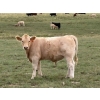 Image 5 : Holst Farms Ltd. - 700# October Delivery Steer Calves - 88 Head (Hays, AB)