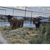 Image 3 : Prairie Haze Farms (Jake & Henriet Rozendaal) - 2 Black Cows (Pen 435)