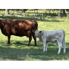 Image 8 : Cody & Brittany Black/Kirby & Cori Black - 525# October Heifer Calves - 100 Head (Water Valley, AB)