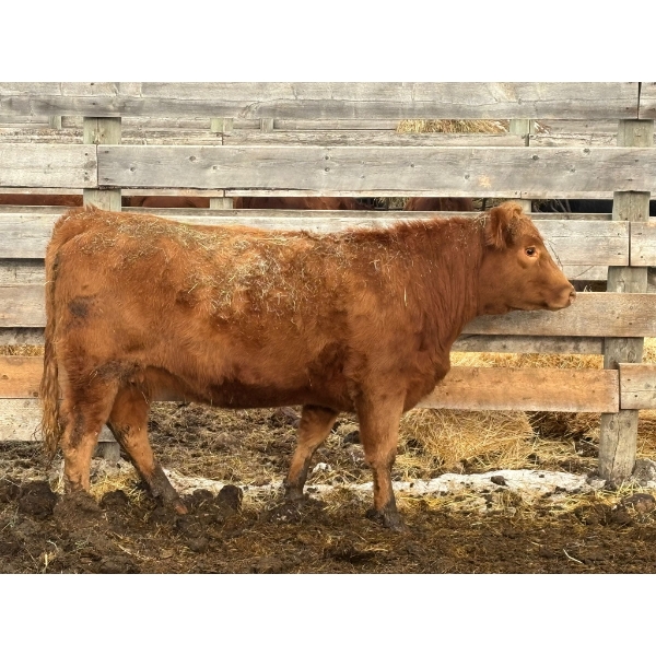Scott & Gail Sapergia - 1 Heifer (Pen 506)
