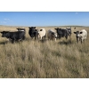 Image 6 : Wyatt & Meg Isaacson - 940# Sept/Oct Delivery Grass Steers - 64 Head (Killdeer, SK)