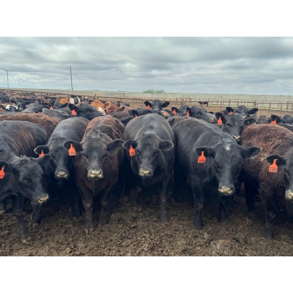 Kelsey Porter Inc. - 825# May Delivery Heifers - 230 Head (Burdett, AB)