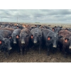 Image 1 : Kelsey Porter Inc. - 825# May Delivery Heifers - 230 Head (Burdett, AB)