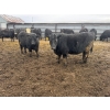 Image 3 : Lake Thelma Farms - 75 Angus X Replacement Heifers (Coronation, AB)