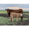 Image 5 : Patton Ranches Ltd. - 675# October Delivery Steer Calves - 90 Head (Maycroft, AB)