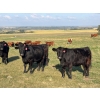 Image 2 : Terry Hines Livestock - 36 Black Angus Bred Heifers (Marwayne, AB)