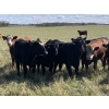 Image 2 : Bar Y Ranches - 1020# September Delivery Grass Steers - 54 Head (Ponoka, AB)