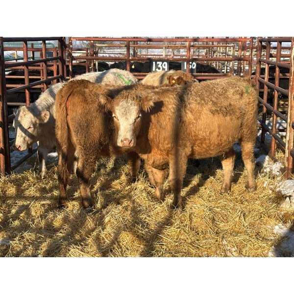 Red Deer Feeder Association Ltd. - 4 Heifers (Pen 139)