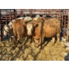 Image 1 : Red Deer Feeder Association Ltd. - 4 Heifers (Pen 139)
