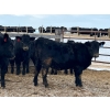 Image 3 : L & J Ranch - 730# January Delivery Heifers - 85 Head (Harptree, SK)