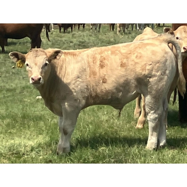 MacMillan Farming Co. - 575# July Delivery Steer Calves - 210 Head (Cayley, AB) VBP+