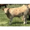 Image 1 : MacMillan Farming Co. - 575# July Delivery Steer Calves - 210 Head (Cayley, AB) VBP+