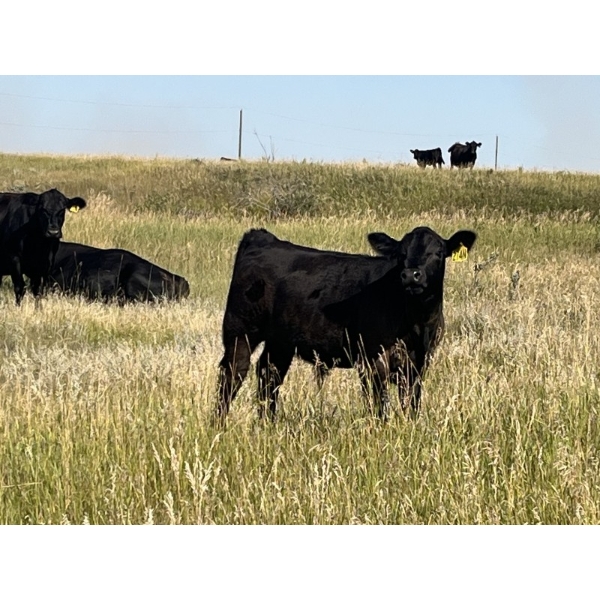 HLRC Ltd. - 540# November Delivery Steer Calves - 105 Head (Halkirk, AB)