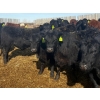 Image 4 : Van Hall Cattle Co. - 980# April Delivery Steers - 120 Head (Scandia, AB)
