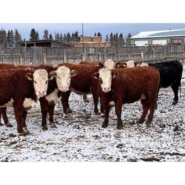 Merrick Campbell - 24 RWF/BWF Bred Heifers (Calahoo, AB)