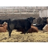 Image 2 : Luke & Jen Smith - 980# April Delivery Heifers - 62 Head (Rhein, SK)