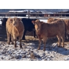 Image 3 : Lobstick Land & Livestock - 1025# September Delivery Grass Heifers - 420 Head (Niton Junction, AB)
