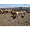 Image 4 : Ripple Rock Ranch - 750# June Delivery Heifers - 82 Head (Fincastle, AB)