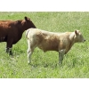 Image 5 : Patton Ranches Ltd. - 650# Steer Calves - 95 Head (Maycroft, AB)