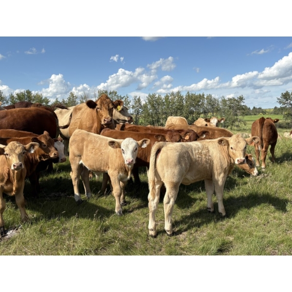 Dan Glover - 650# November Delivery Steer Calves - 130 Head (Pine Lake, AB) VBP+