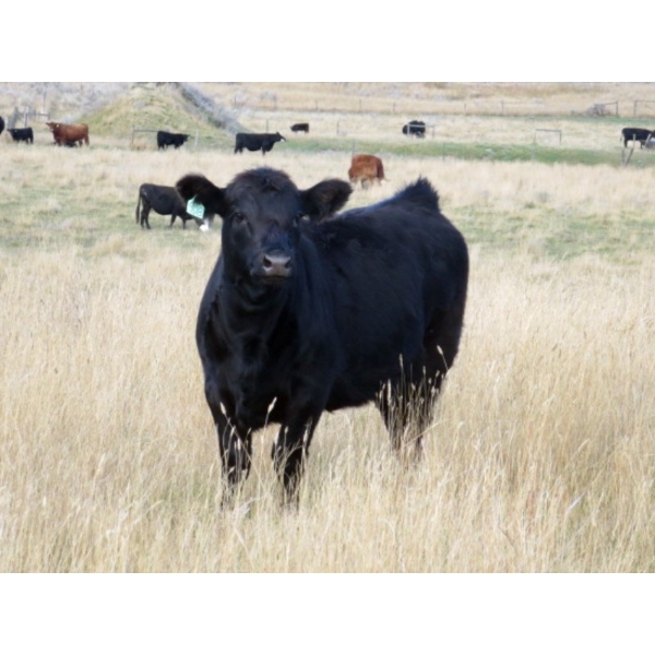 Marshall Murch - 540# November Delivery Heifer Calves - 110 Head (Lancer, SK) VBP+