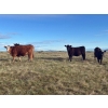 Image 12 : Lamb Cattle Company - 475# October Delivery Heifer Calves - 250 Head (Hanley, SK)