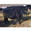 Image 7 : Double X Management - 30 6th Calvers (Langruth, MB)