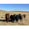 Image 2 : DJC Ranch - 1050# October Delivery Grass Steers - 58 Head (Rabbit Lake, SK)